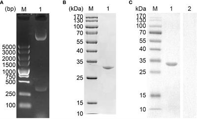 Actin depolymerizing factor-based nanomaterials: A novel strategy to enhance E. mitis-specific immunity